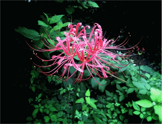 image002.gif image002.gif